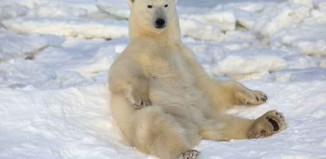 Am I a Real Polar Bear Jokes Times