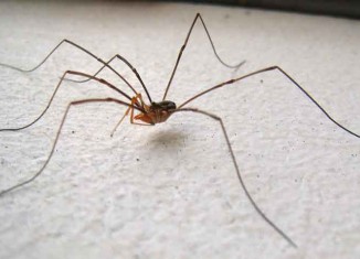 Daddy Longlegs Spider Jokes Times